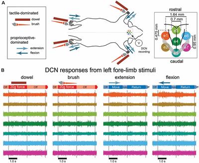 Dorsal Column Nuclei Neural Signal Features Permit Robust Machine-Learning of Natural Tactile- and Proprioception-Dominated Stimuli
